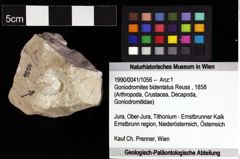 Foto (Objket + Etiketten) von Goniodromites bidentatus (Reuss, 1858) 